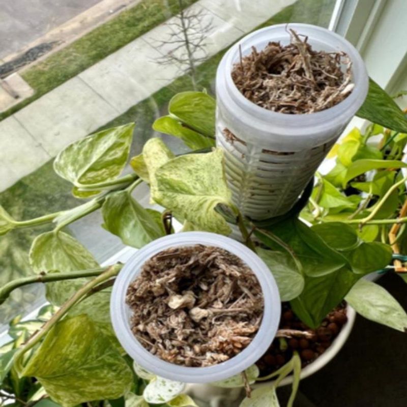 Moossäule, Höhe 25 cm, Moosstä – Sphagnum Moss Dry Bewertung und Preis